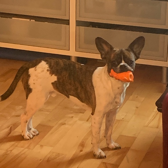 Meet your Posher, Jessica - Picture 1 of 1